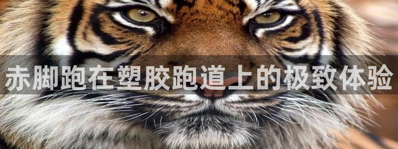 尊龙人生就是博旧版手机可靠送38元：赤脚跑在塑胶跑道
