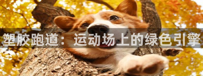 尊龙凯时app官网：塑胶跑道：运动场上的绿色引擎